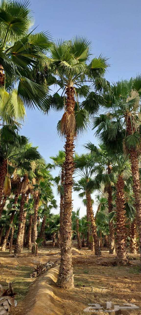 نخل واشنطني للبيع64444876428547113