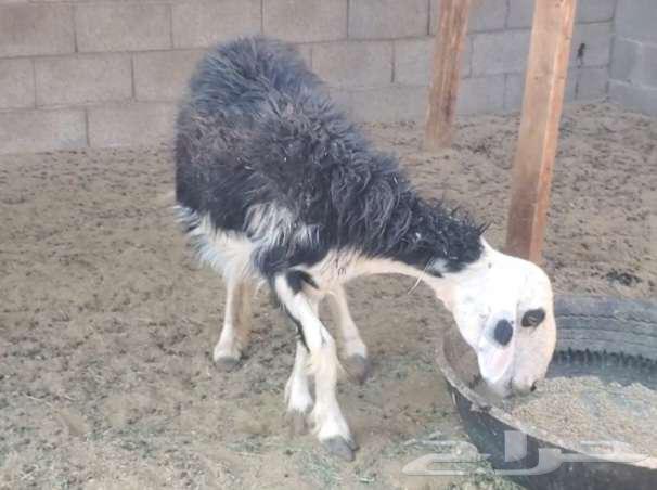 Two Najdi sheep64377988760579110