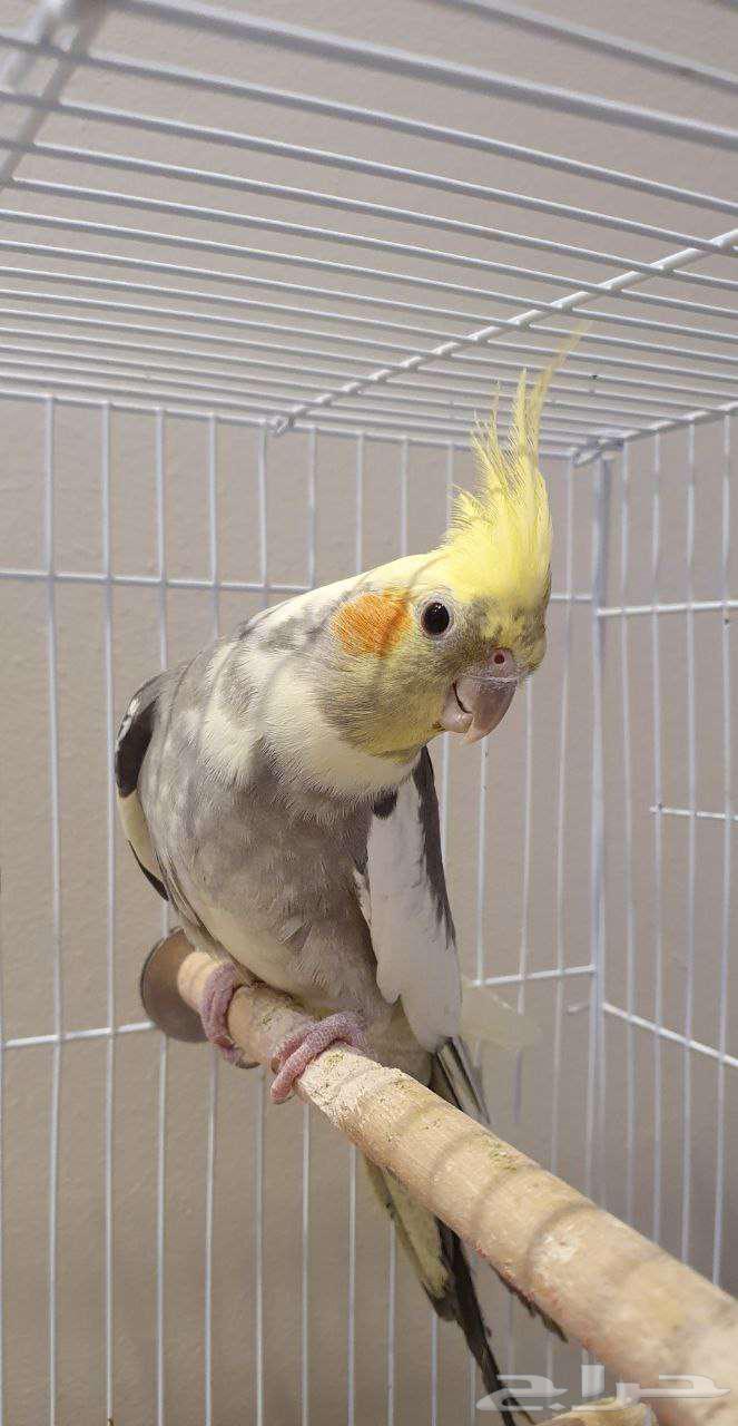 زوج كروان للبيع المستعجل64364831897730111