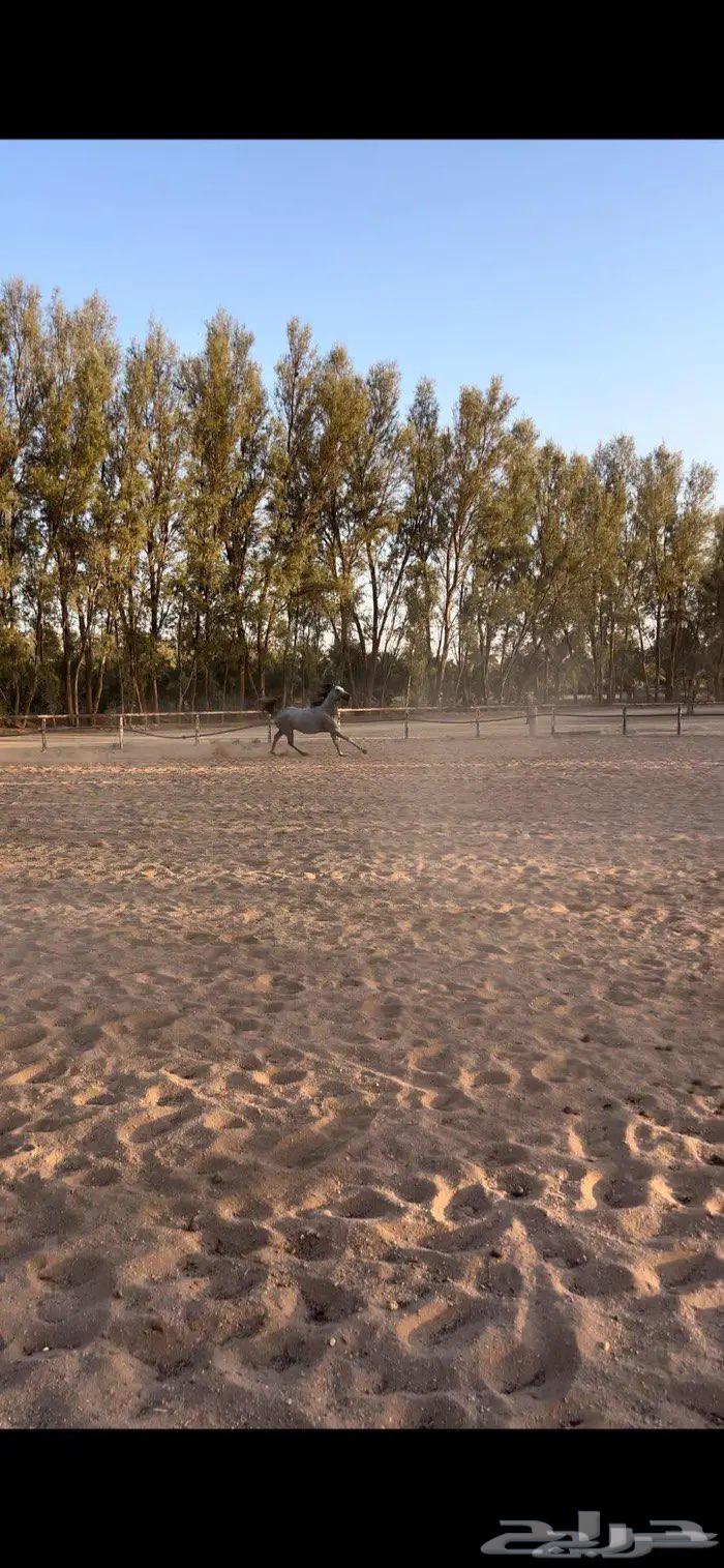 فرس عربيه شعبيه هاديه منوه القاني للبيع64371321183617112