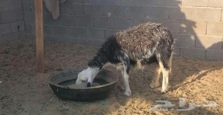 Two Najdi sheep64377988760579111