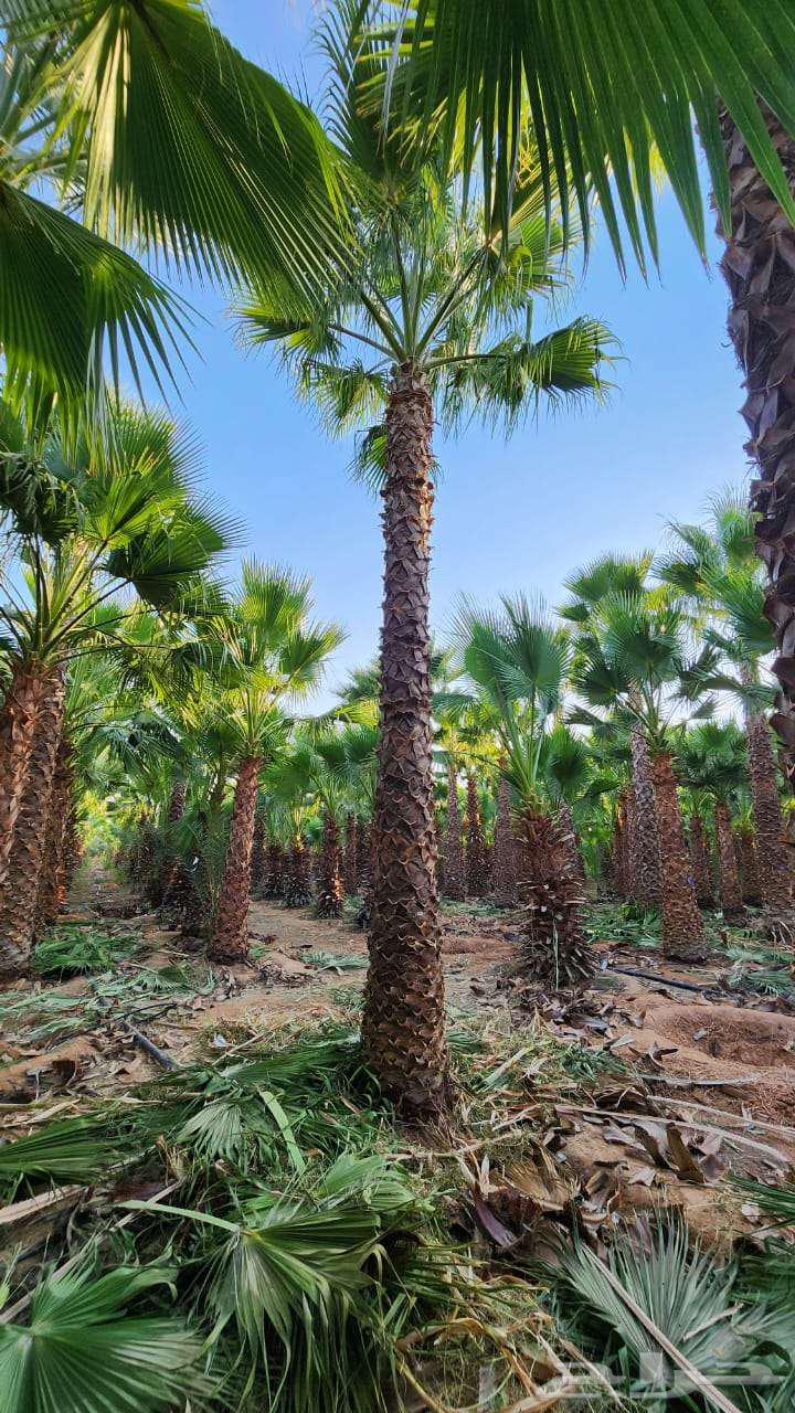 نخل واشنطني للبيع64444876428547110