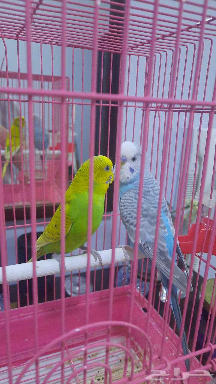 طيور البادجي ( عصافير الحب)64370958116227110