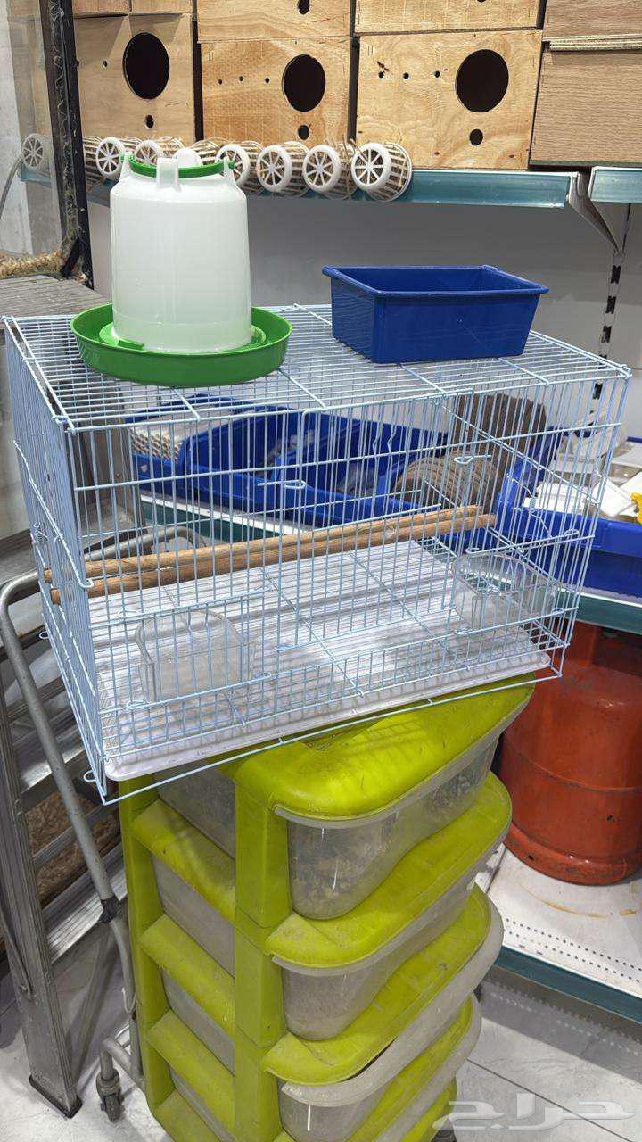 نوفر صوص بط للبيع مع الملحقات64372623937921111