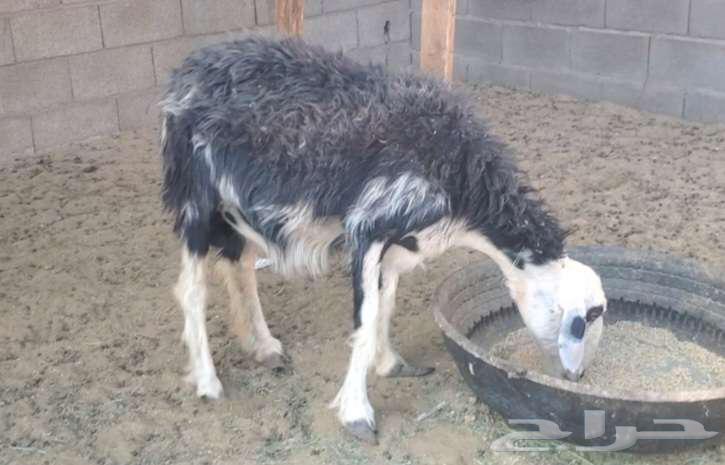 Two Najdi sheep64377988760579112