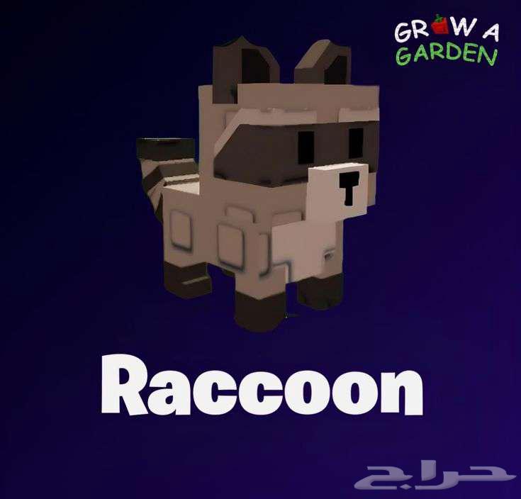 راكون ماب المزرعة64369966789763110