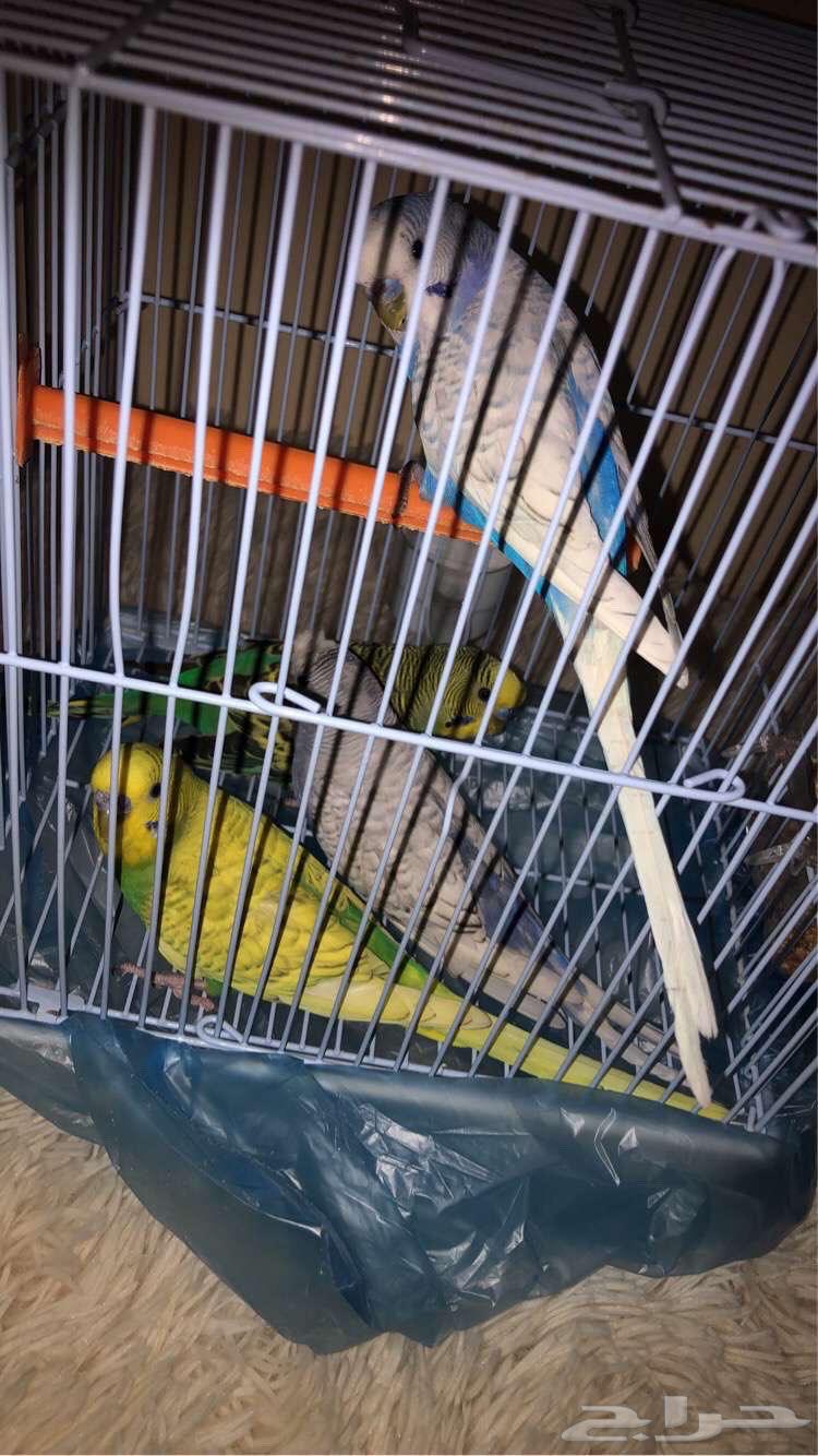 ذكور بادجي غيراليفه64368732922241110