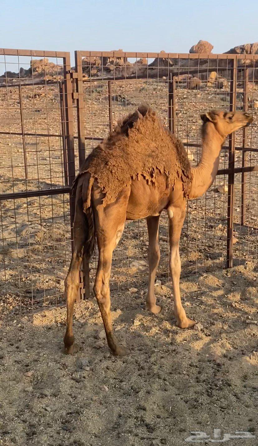 قعودين للبيع64372769895554110