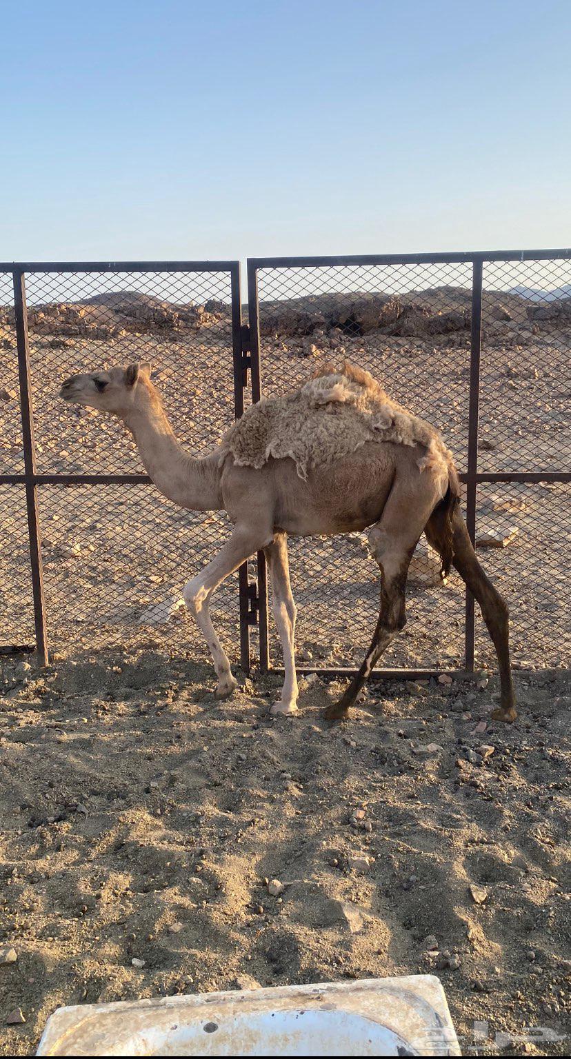 قعودين للبيع64372769895554111