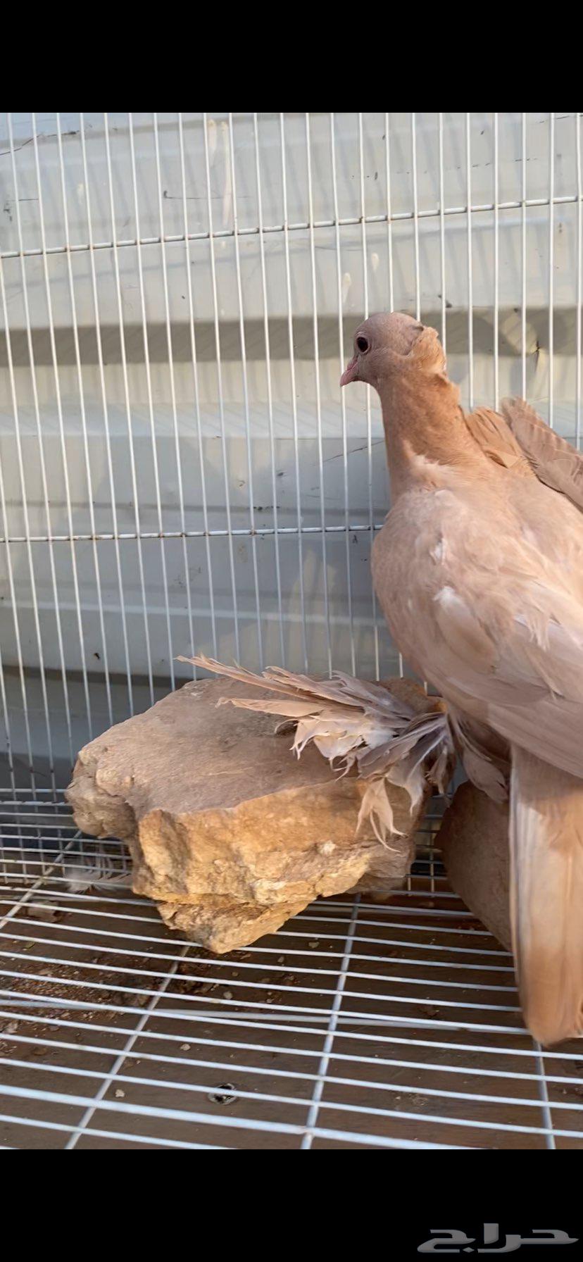 صنعاوي جميل جدا64373876347138112