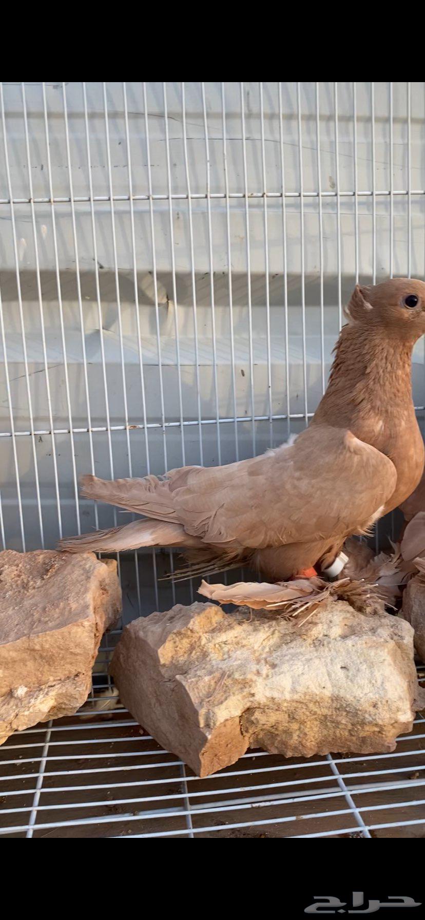 صنعاوي جميل جدا64373876347138110