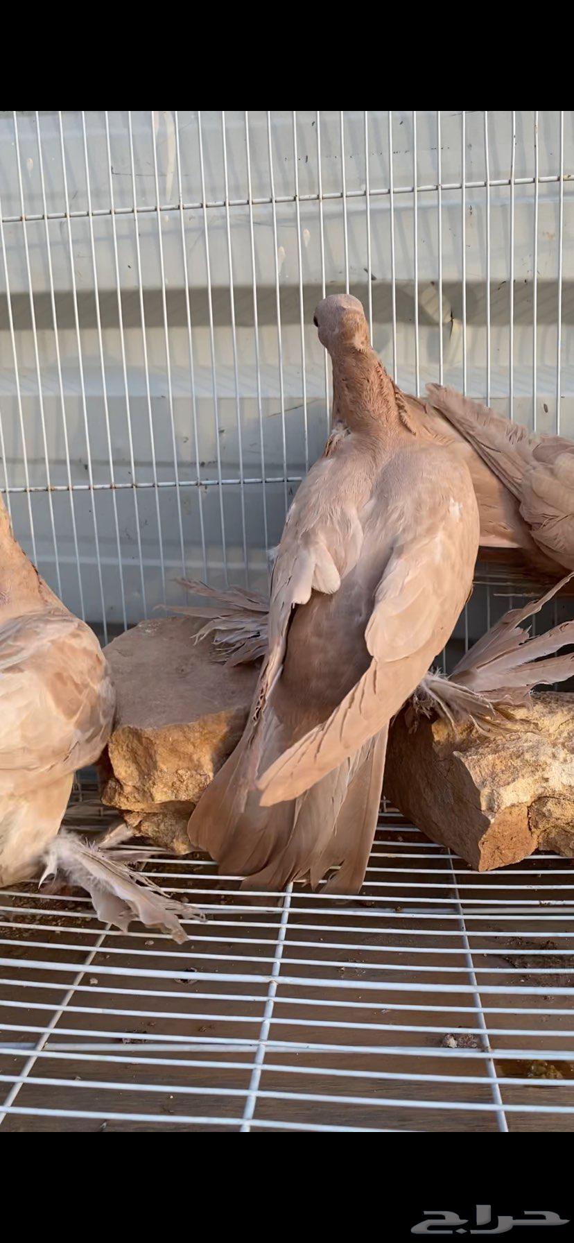 صنعاوي جميل جدا64373876347138111