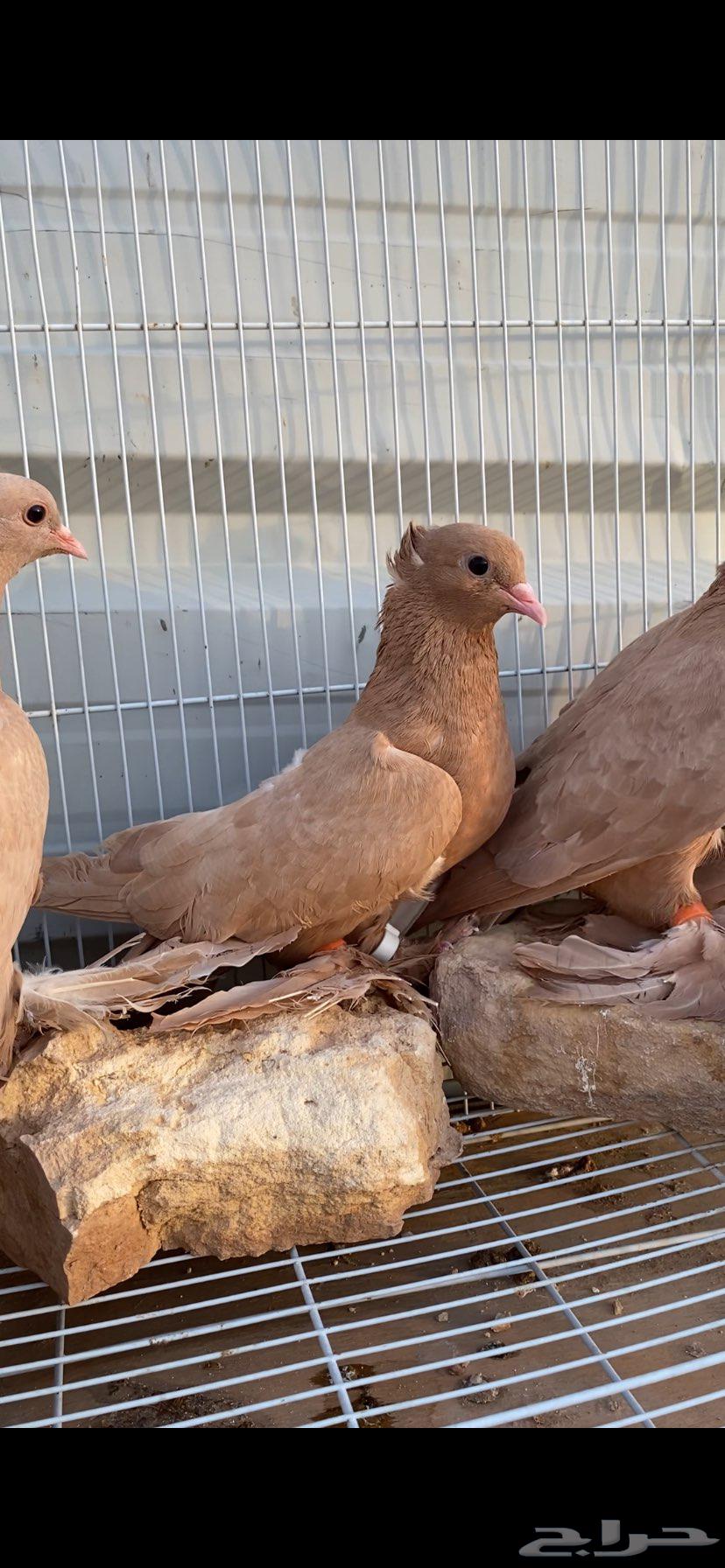 صنعاوي جميل جدا64373876347138114