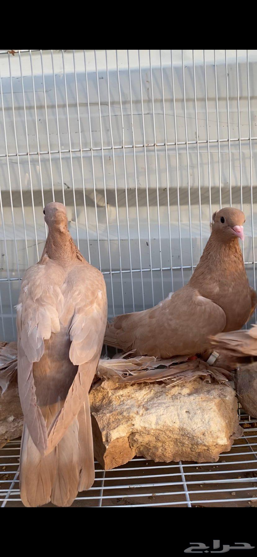 صنعاوي جميل جدا64373876347138113