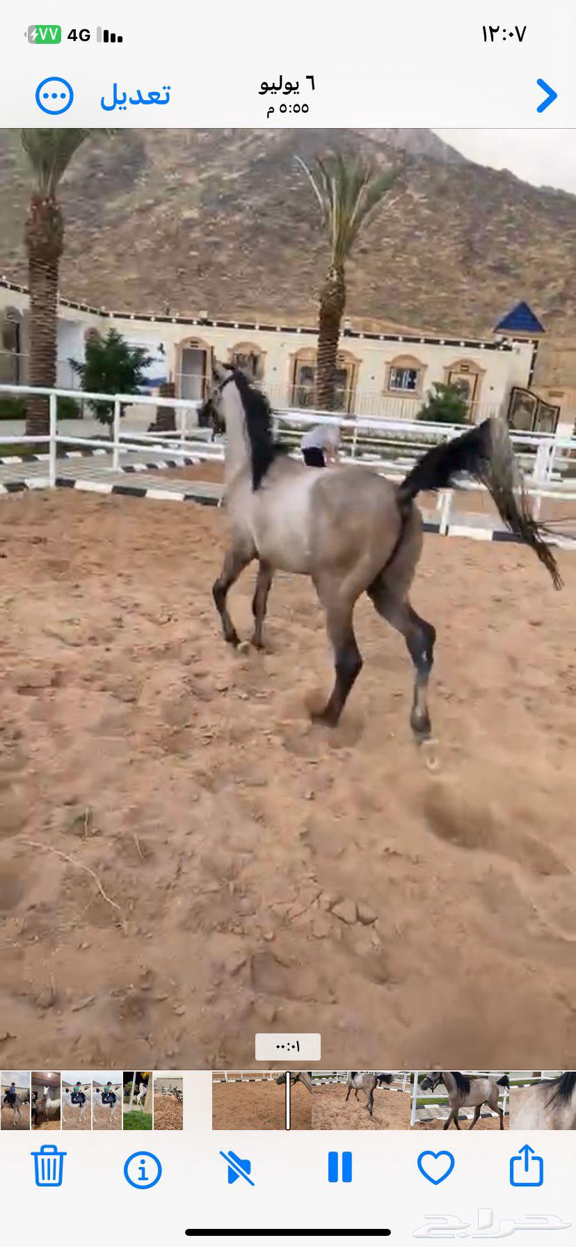 مهر شعبي العمر سنتين وثلاث شهور64373980146945111