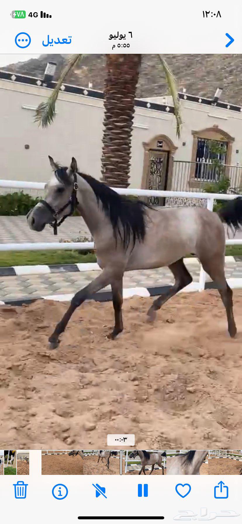 مهر شعبي العمر سنتين وثلاث شهور64373980146945110