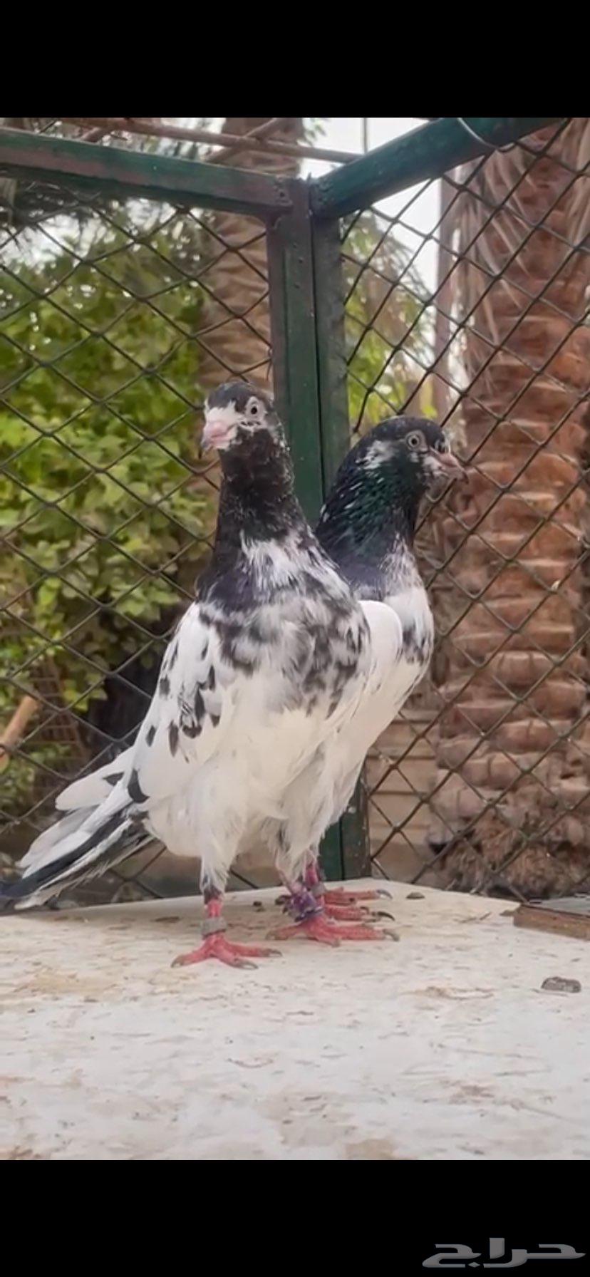 حمام باكستاني تيدي سخي64374831923201110