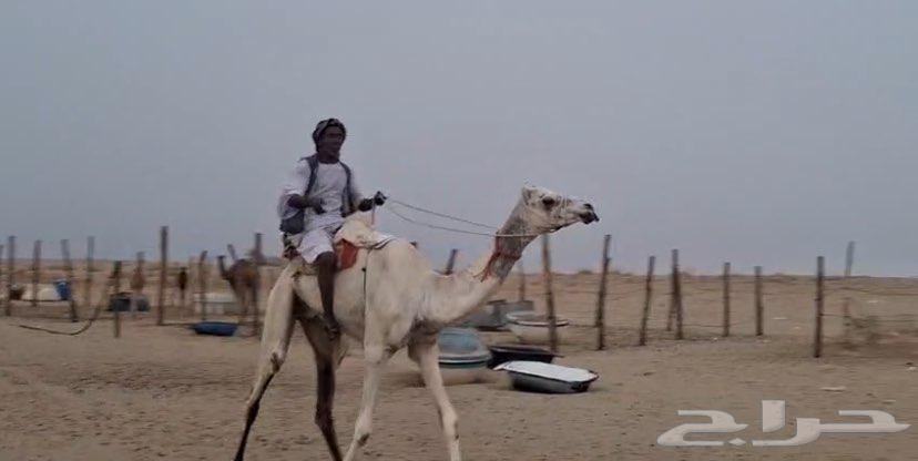 ركبي حر جذع طايع بالقنفذة64377929759746111