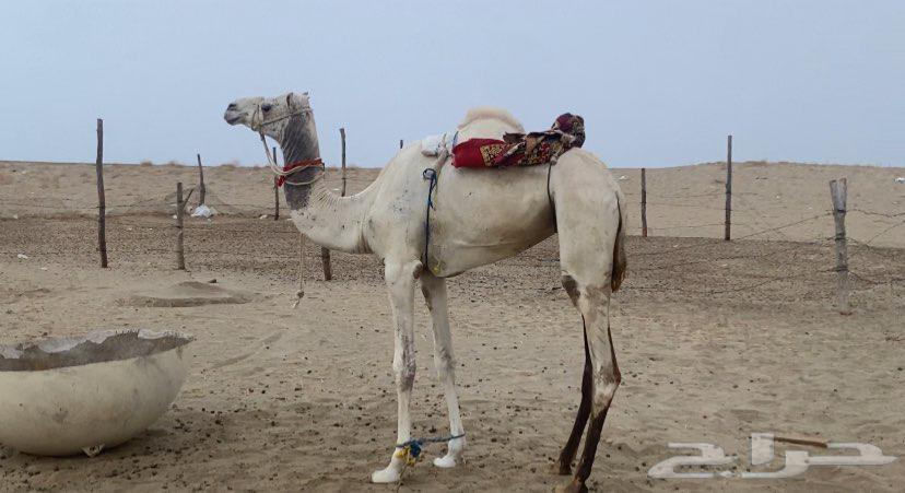 ركبي حر جذع طايع بالقنفذة64377929759746110