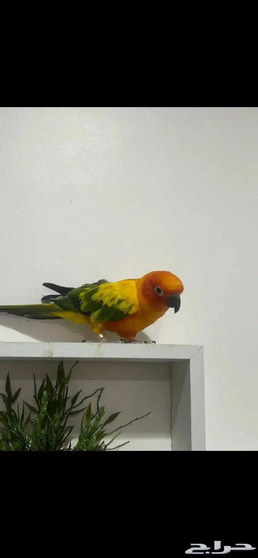 صن كنيور مميز البيع للجوز او البيع للانثى فقط64364951762433111