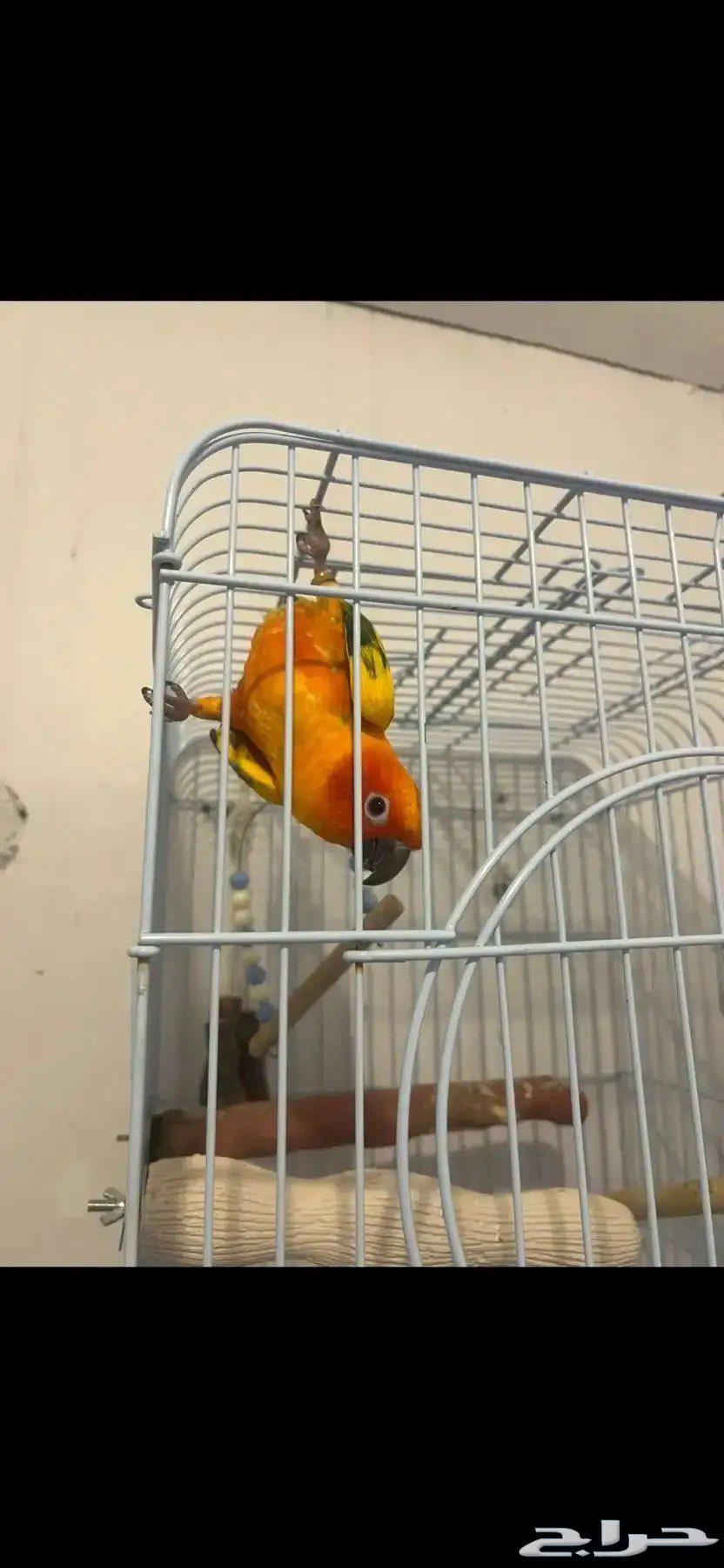 صن كنيور مميز البيع للجوز او البيع للانثى فقط64364951762433113