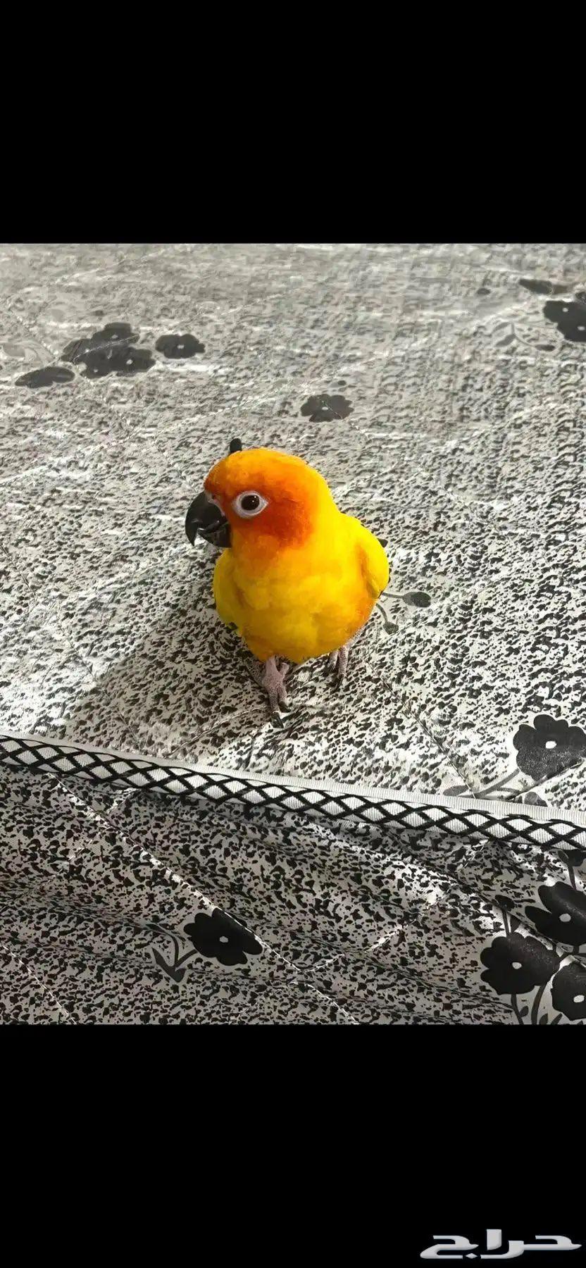 صن كنيور مميز البيع للجوز او البيع للانثى فقط64364951762433114