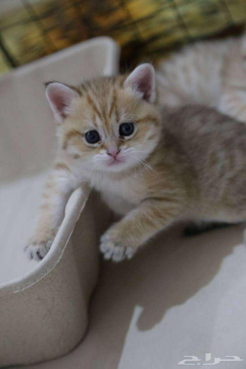 قطط   كتنز سكوتش بعمر 6 اسابيع للبيع (التسليم بعد الفطام)64370482787201112