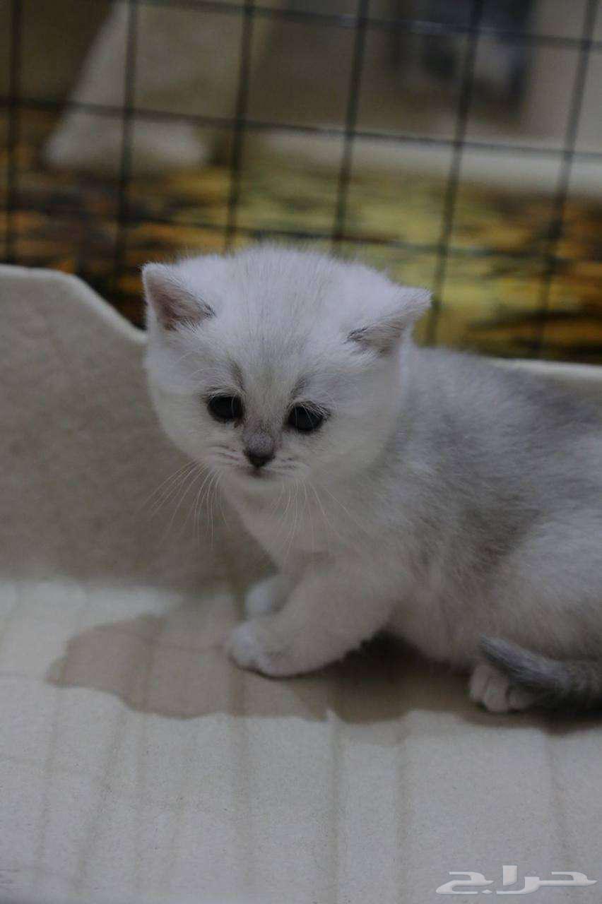 قطط   كتنز سكوتش بعمر 6 اسابيع للبيع (التسليم بعد الفطام)64370482787201111