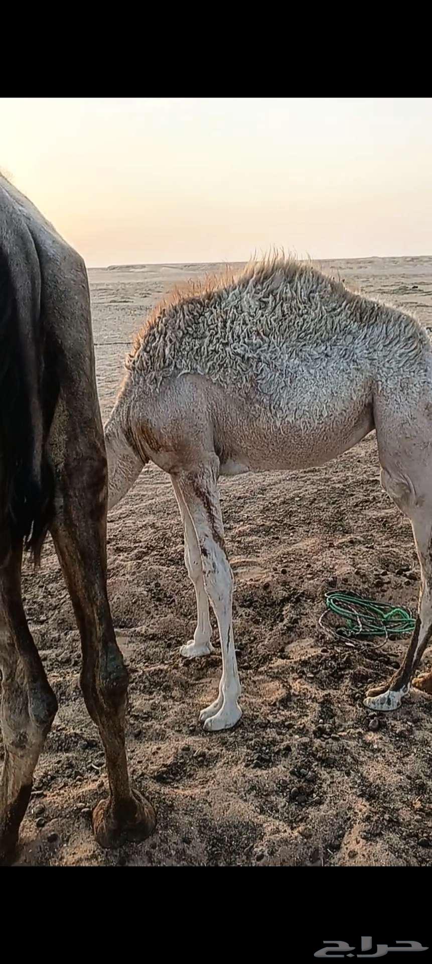 بكرة للبيع64368003105025111