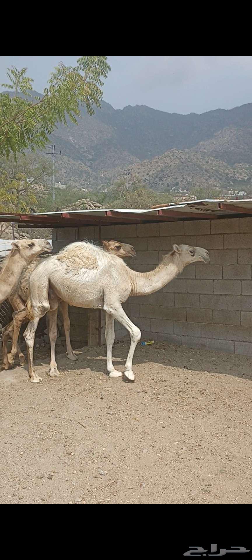 حشوان للبيع64366512574723114