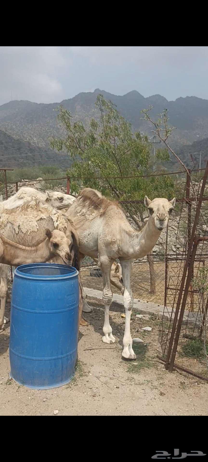 حشوان للبيع64366512574723111