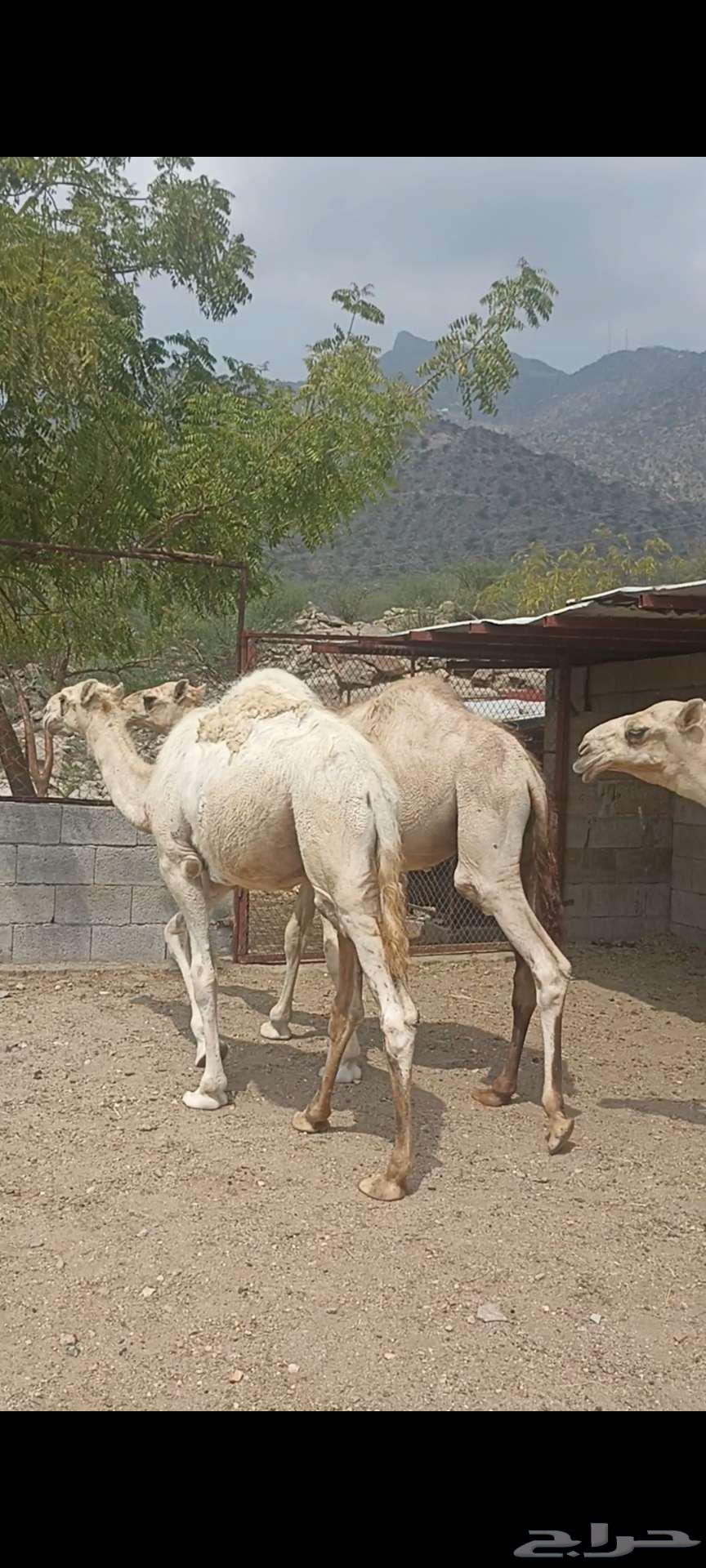 حشوان للبيع64366512574723113