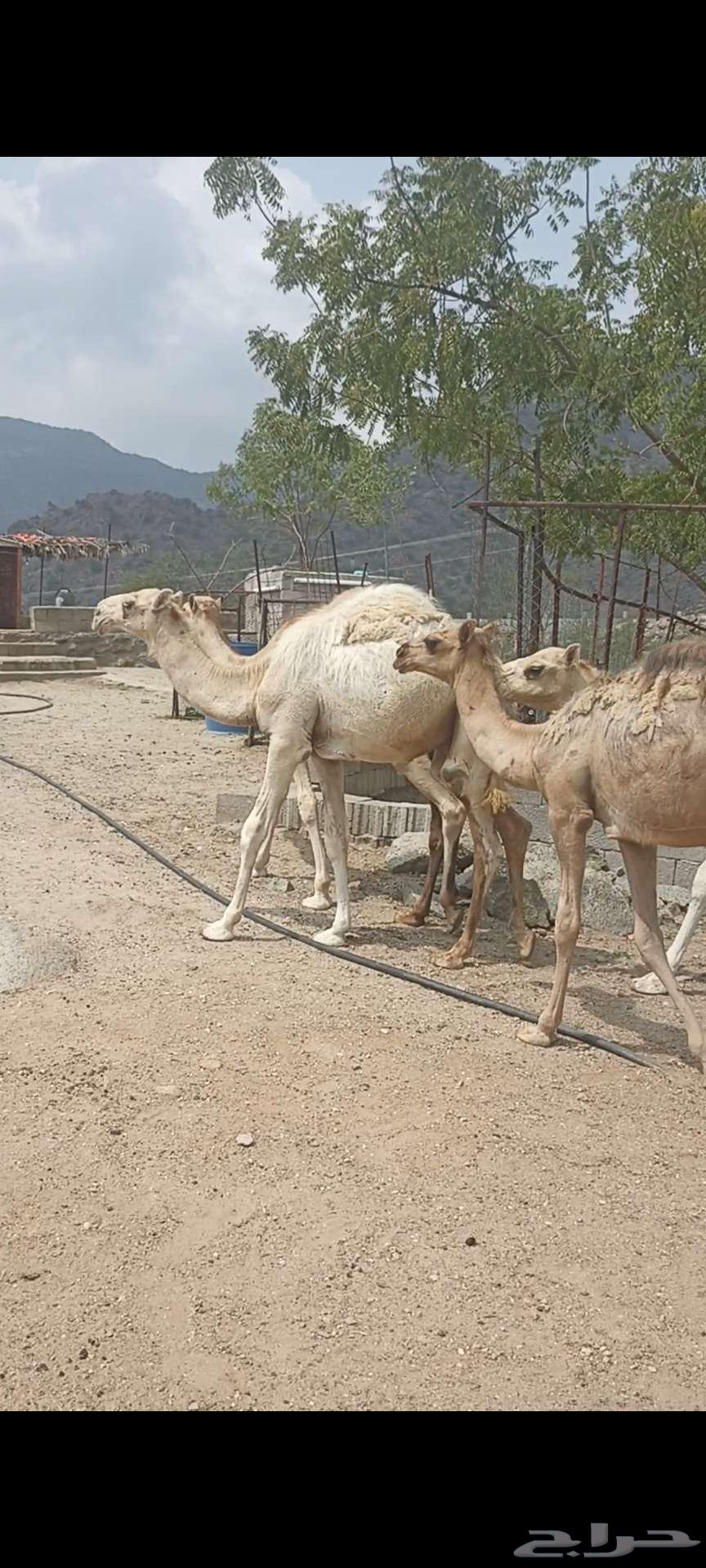 حشوان للبيع64366512574723110