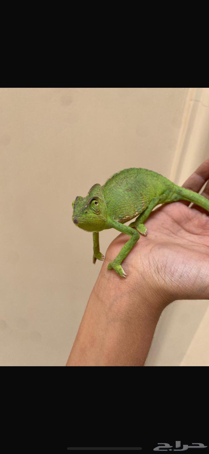 حرباء سحليه64367581394946110