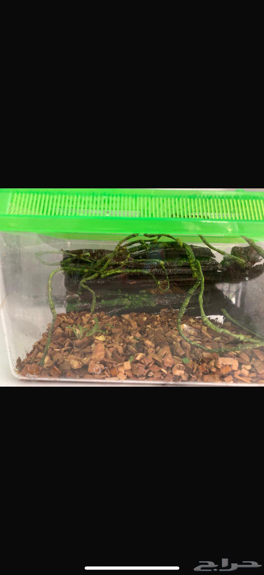 حرباء سحليه64367581394946111