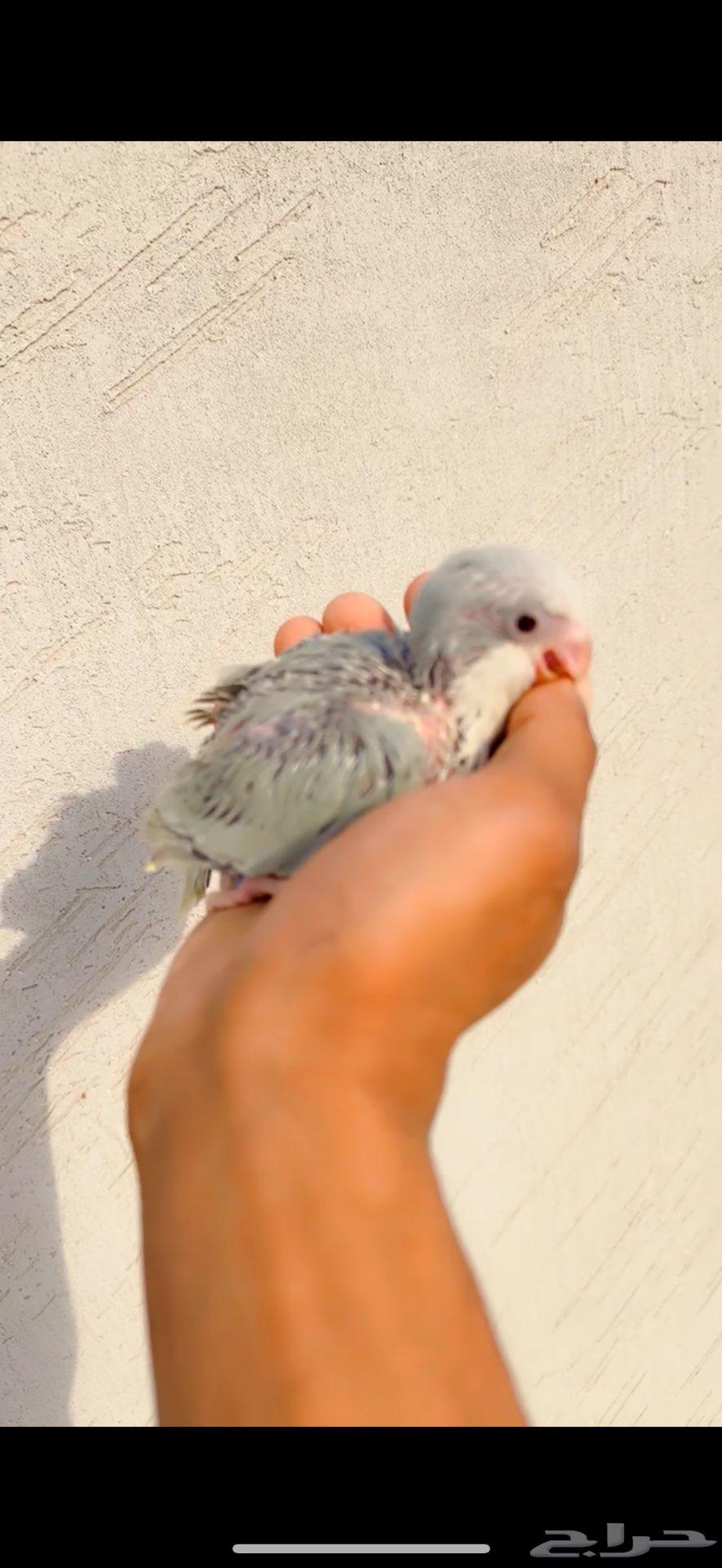 للبيع فرخ كويكر دايلوت عيون حمرا64368017677826110