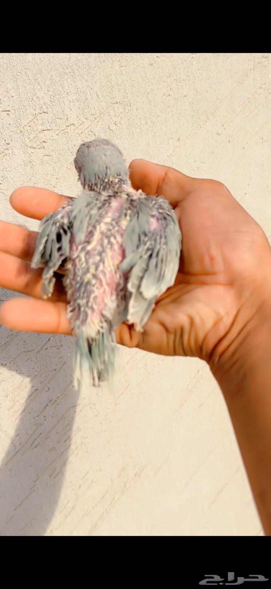 للبيع فرخ كويكر دايلوت عيون حمرا64368017677826111