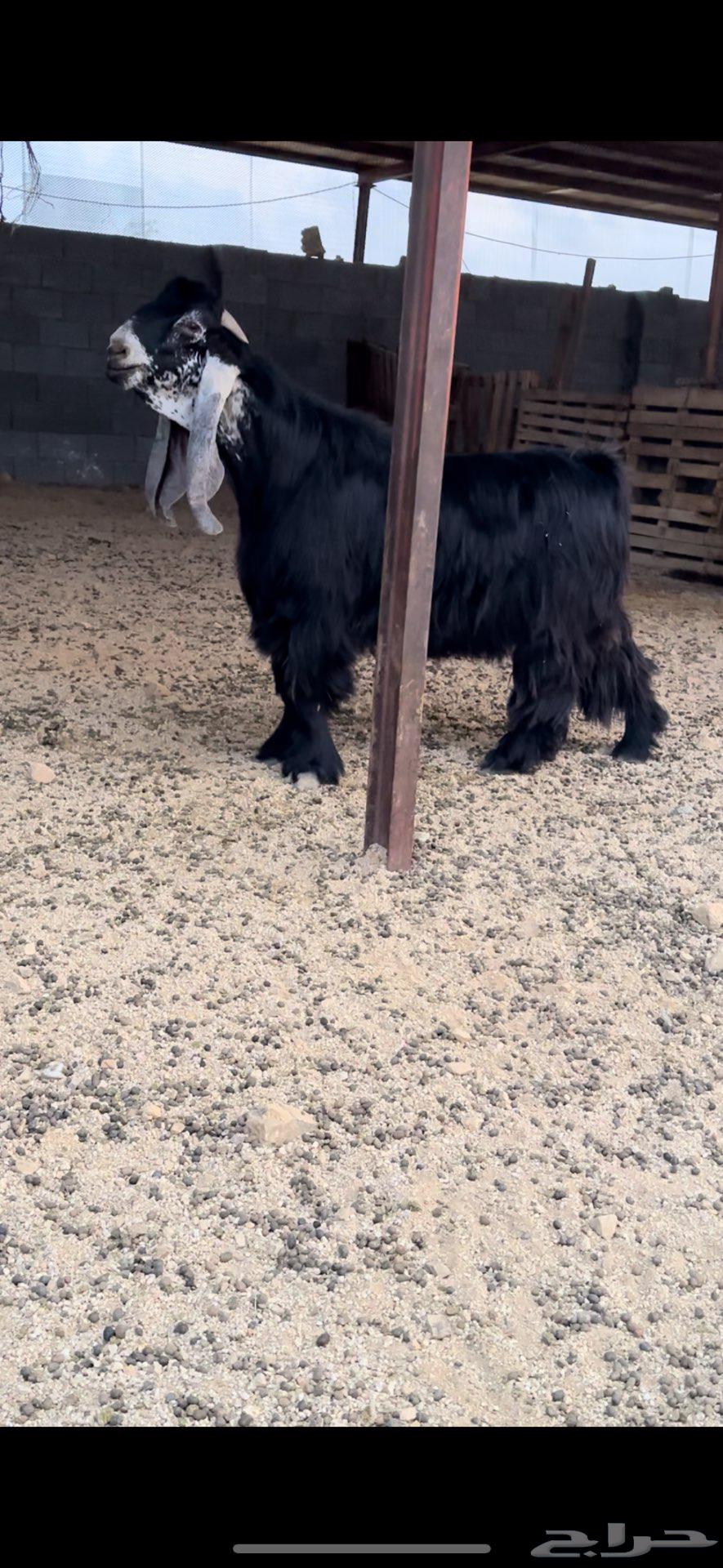 فحل عارضي صنف معرف رباع نادر64364039155330112