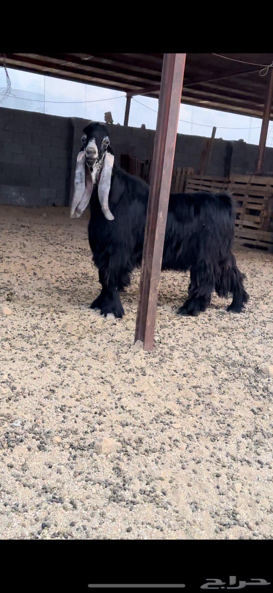 فحل عارضي صنف معرف رباع نادر64364039155330111