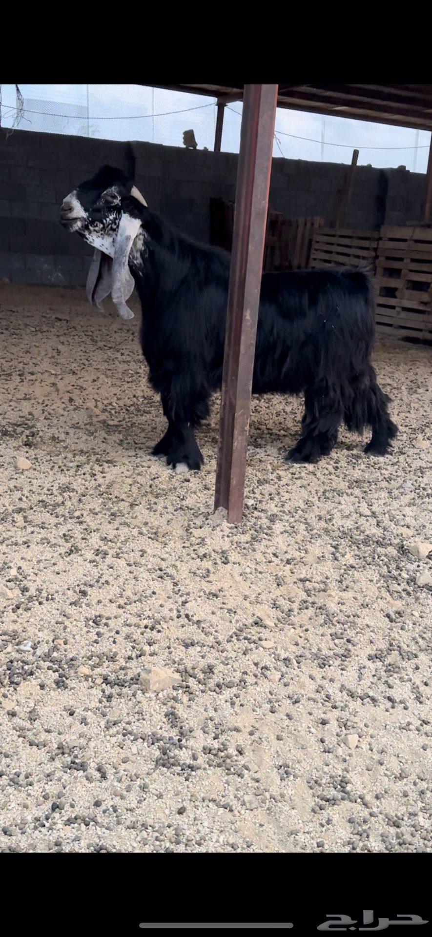 فحل عارضي صنف معرف رباع نادر64364039155330113