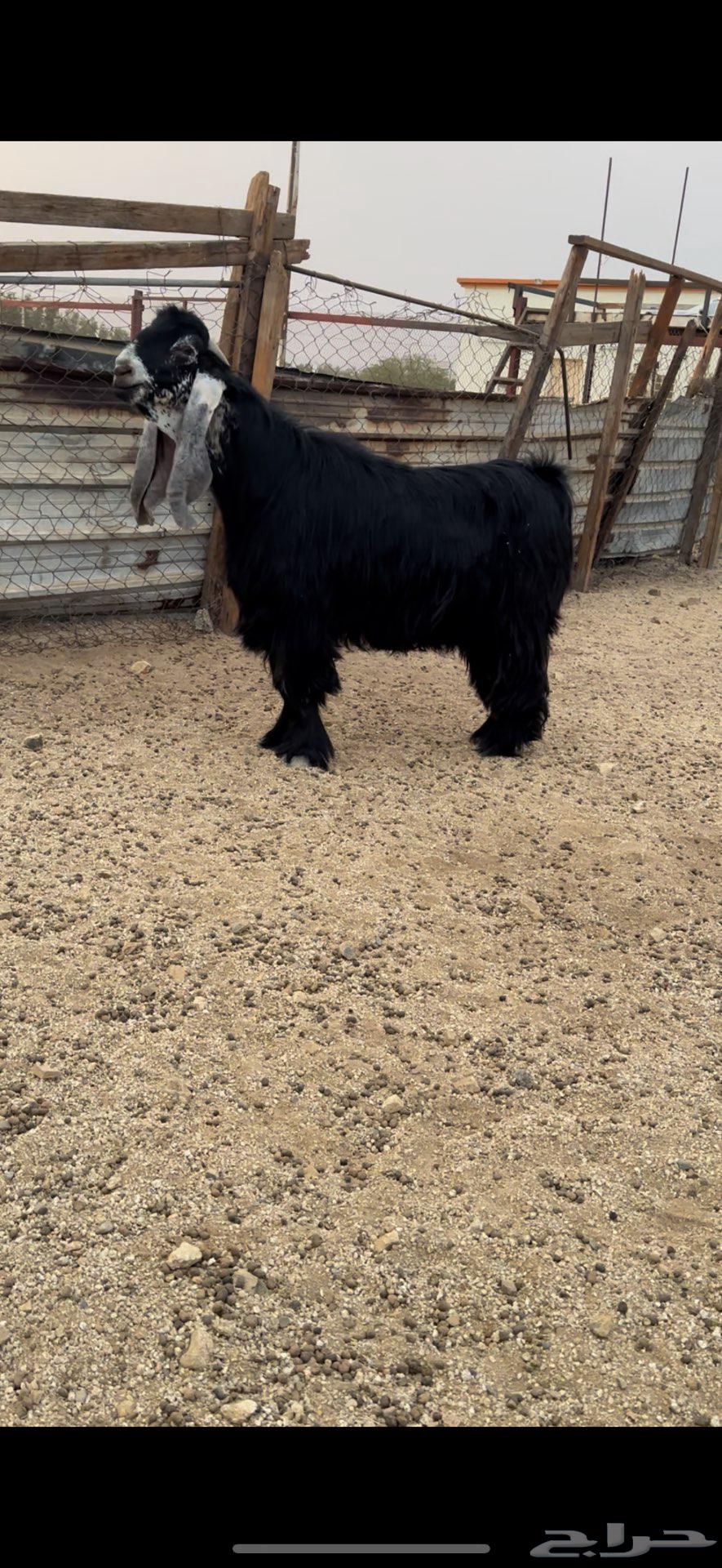 فحل عارضي صنف معرف رباع نادر64364039155330110