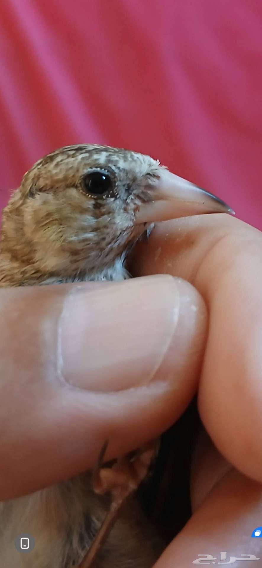 حسون فراخ عدد 6 صيد قديم64373034307586110