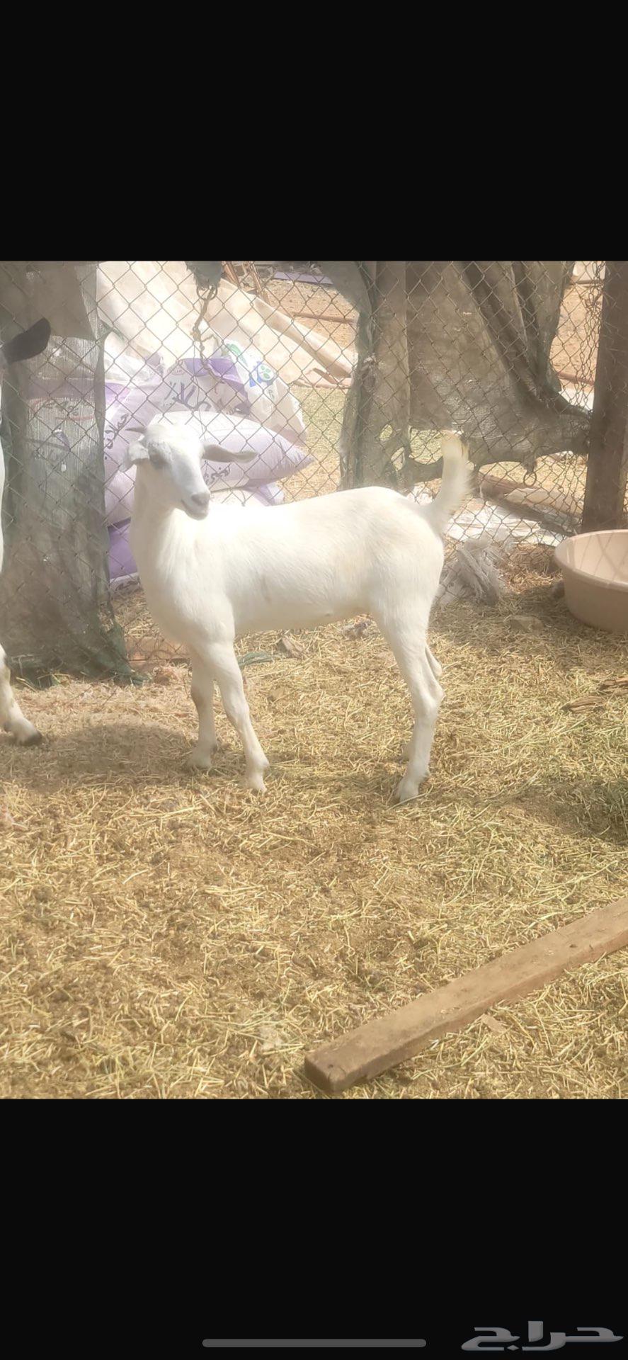 تيس وجفره بلدي ع الشرط شحم متوفر تابي وتمارا64366219552257111