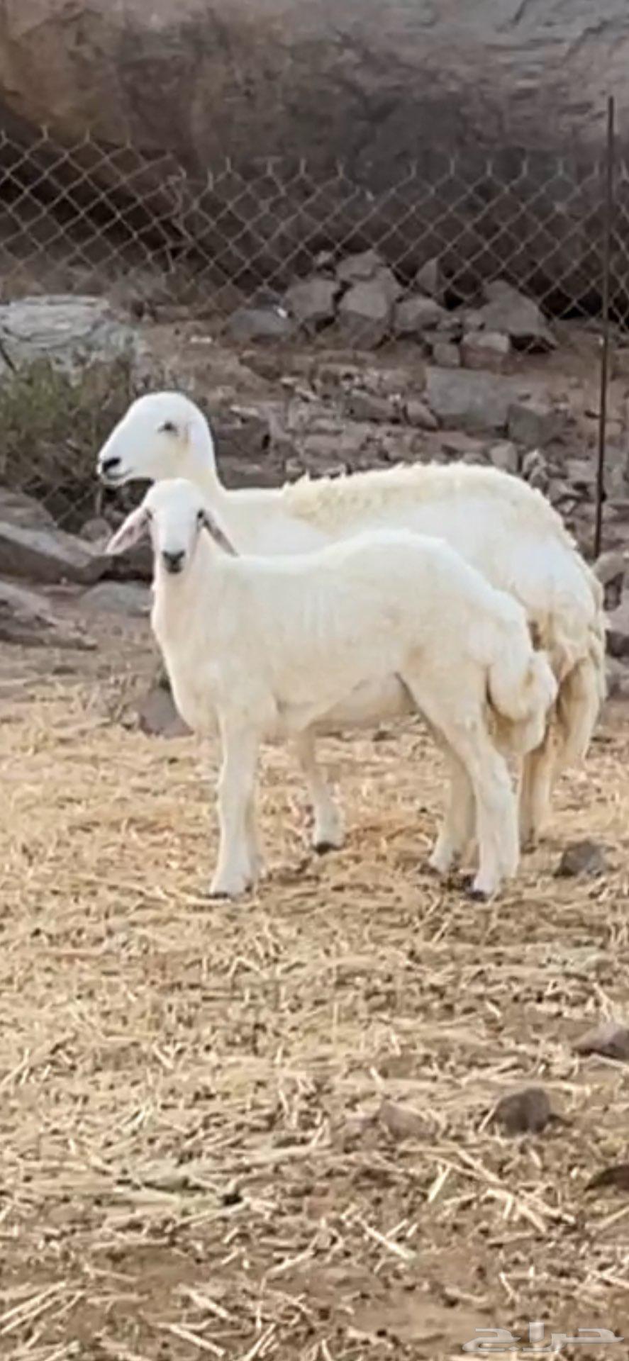 رخل خلفه صنف الصنف نخبة تحتها رخله64368296322433114