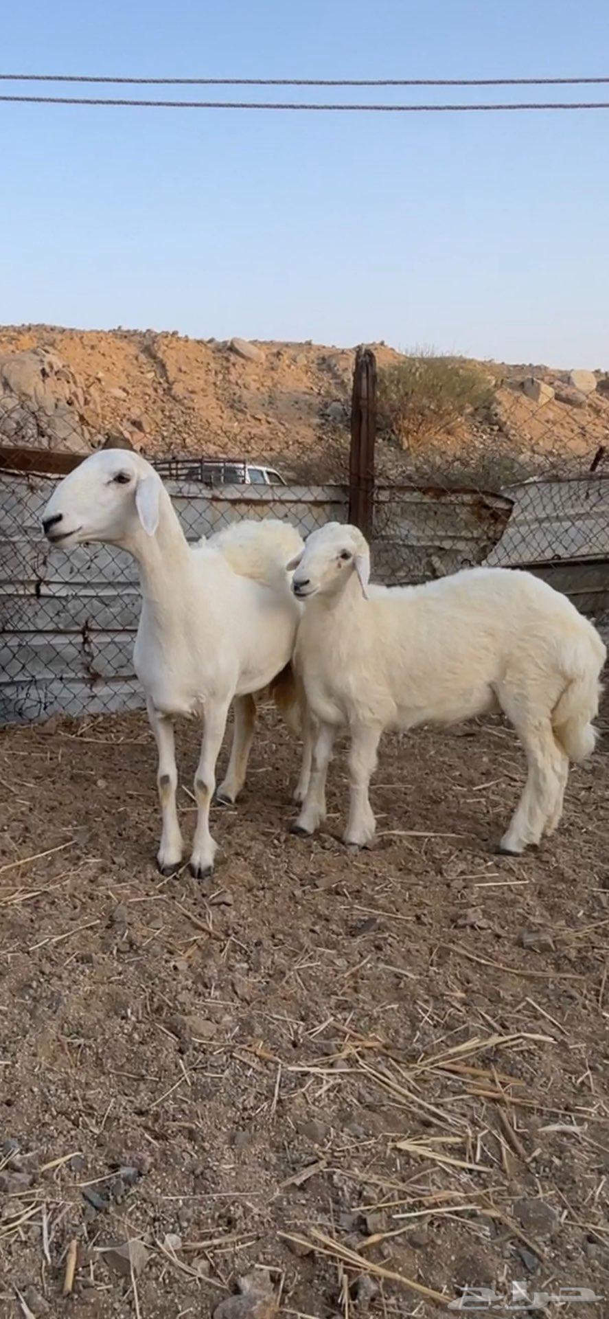 رخل خلفه صنف الصنف نخبة تحتها رخله64368296322433111