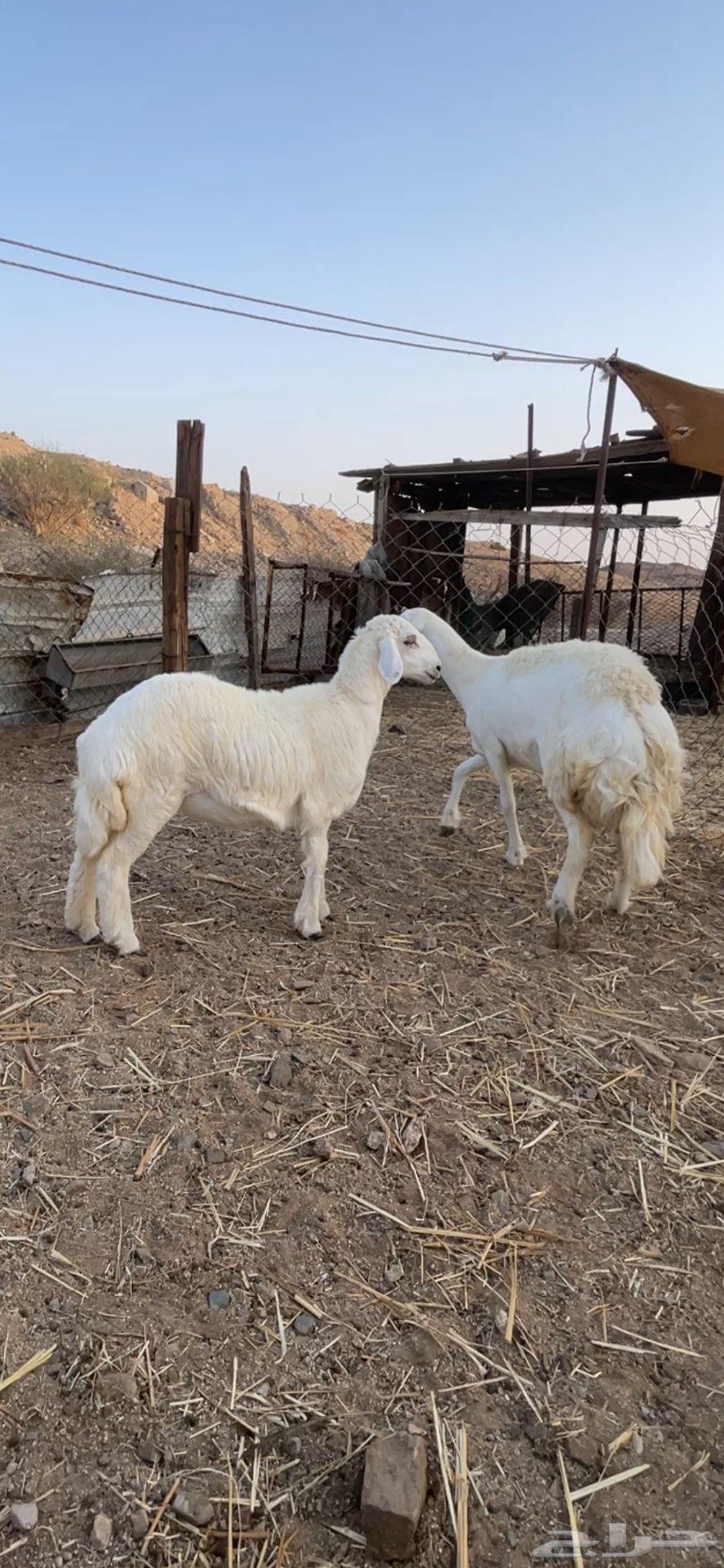 رخل خلفه صنف الصنف نخبة تحتها رخله64368296322433112