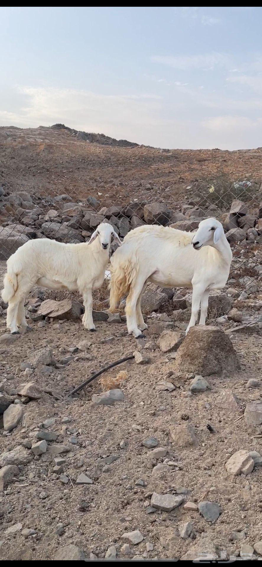 رخل خلفه صنف الصنف نخبة تحتها رخله64368296322433113