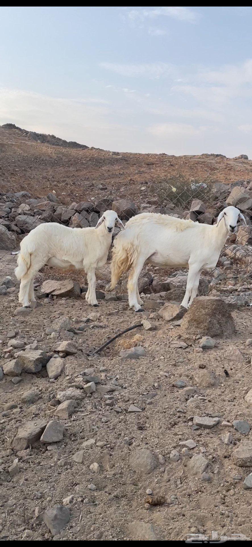 رخل خلفه صنف الصنف نخبة تحتها رخله64368296322433110