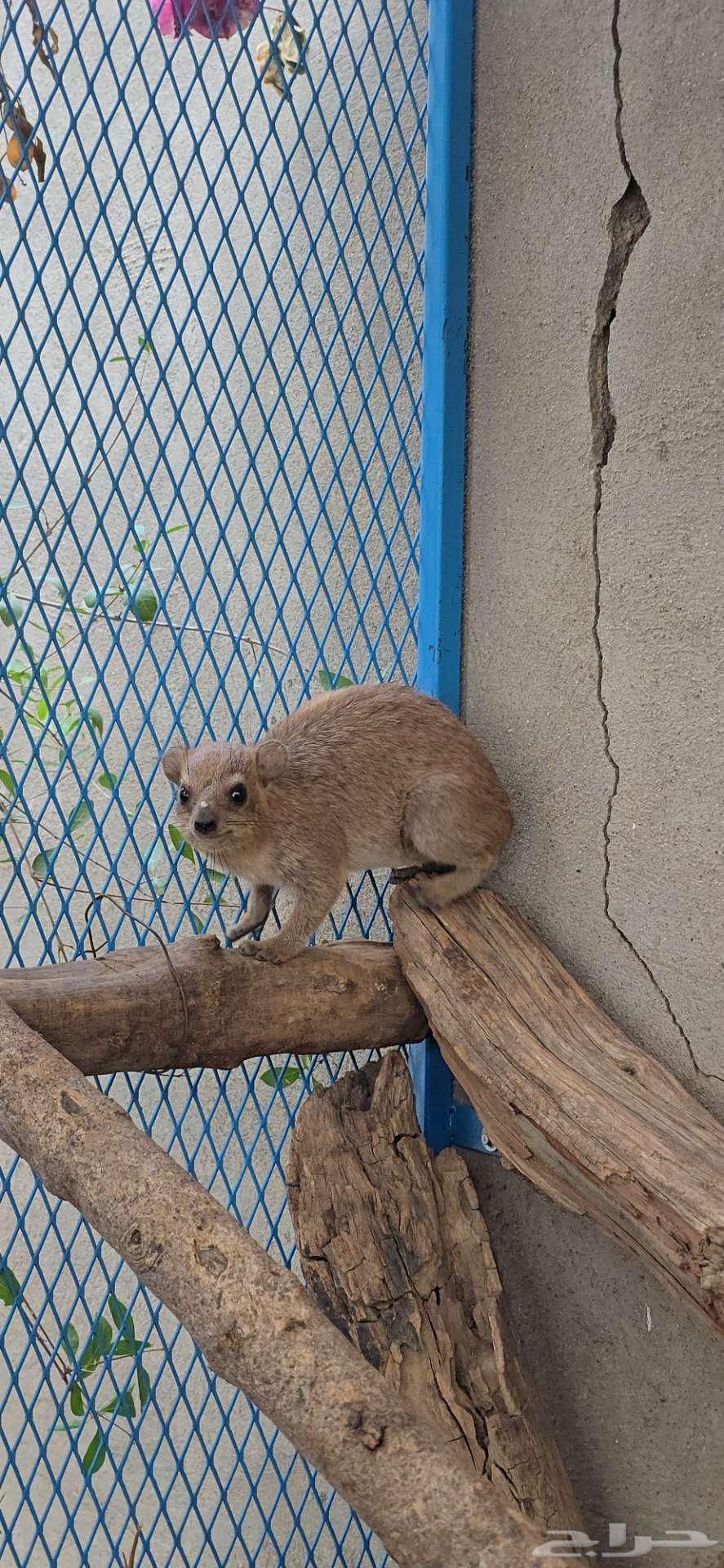 زوج نجدي للبيع64372886021249110