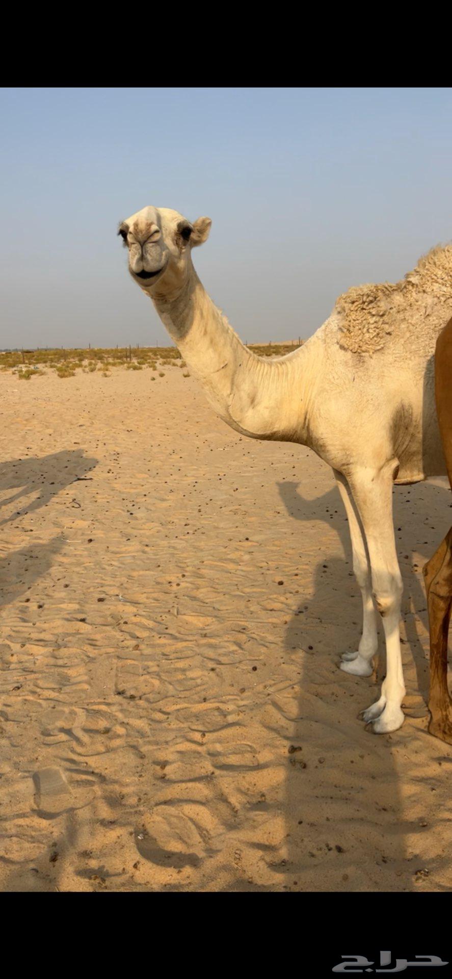 بكره باتليه64374097823873111